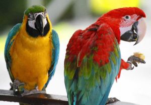 australianparrots-crop