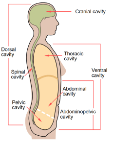 body cavities